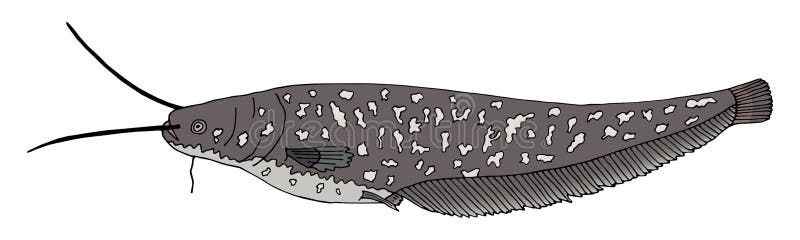 Catfish Hand Drawn. Beautiful Colorful Fish Isolated on White Background  Stock Vector - Illustration of animal, market: 205211373