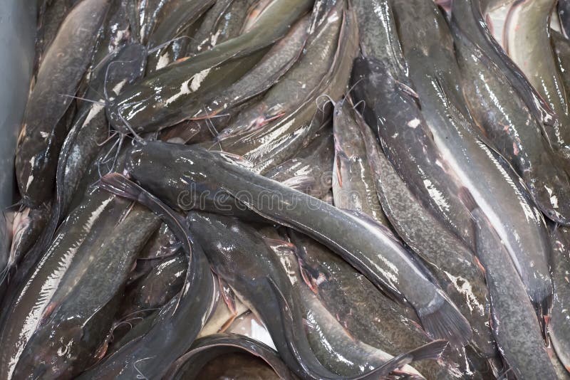 Catfish. stock image. Image of fish, fresh, farm, market 42952469