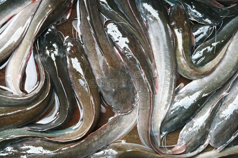 Catfish in Market, Thailand Stock Image Image of isolated, crops