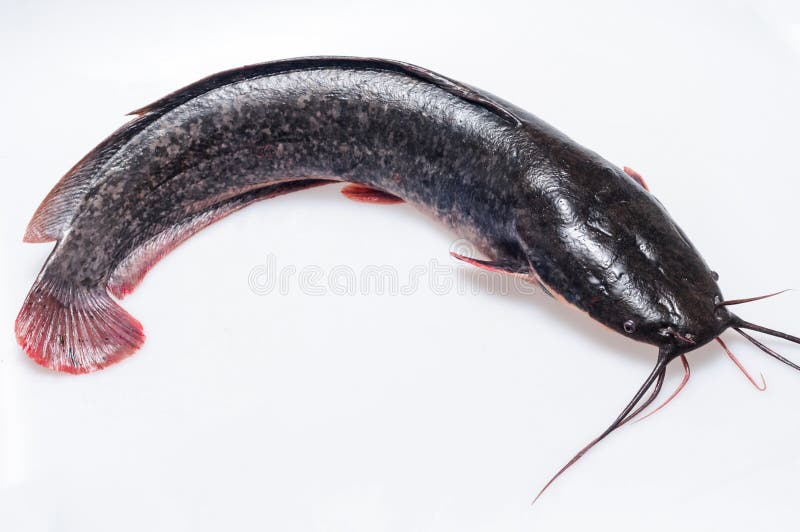 Catfish on a separate white