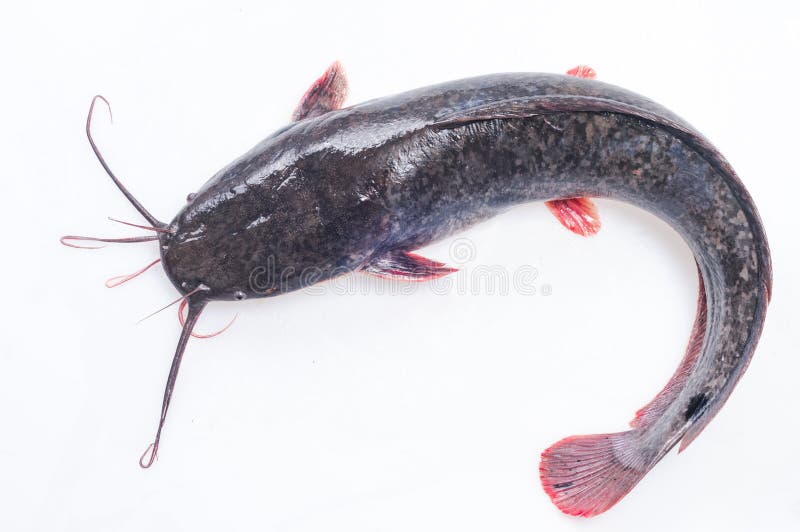 Catfish on a separate white