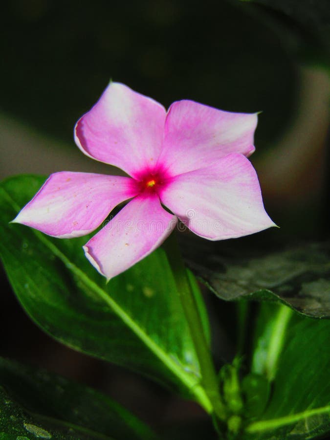 Catharanthus roseus, commonly known as bright eyes, Cape periwinkle, graveyard plant, Madagascar periwinkle. royalty free stock photos Catharanthus roseus, commonly known as bright eyes, Cape periwinkle, graveyard plant, Madagascar periwinkle. royalty free stock photos