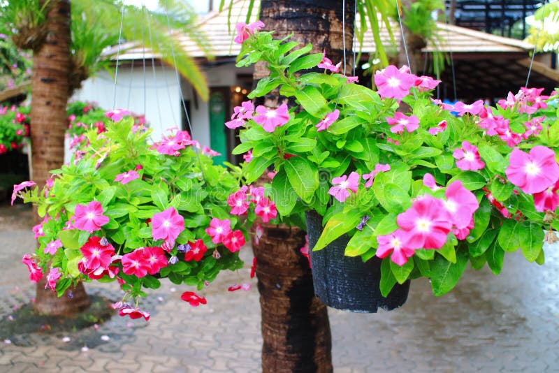 Catharanthus roseus stock photography Catharanthus roseus stock photography