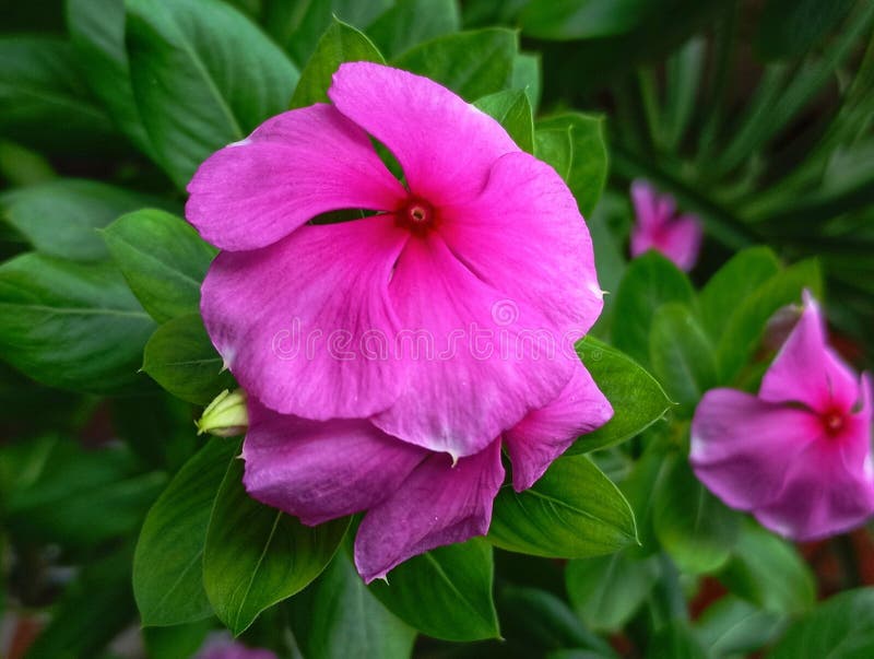 Rosensköna blomma (Catharanthus roseus (L. )) arkivbilder