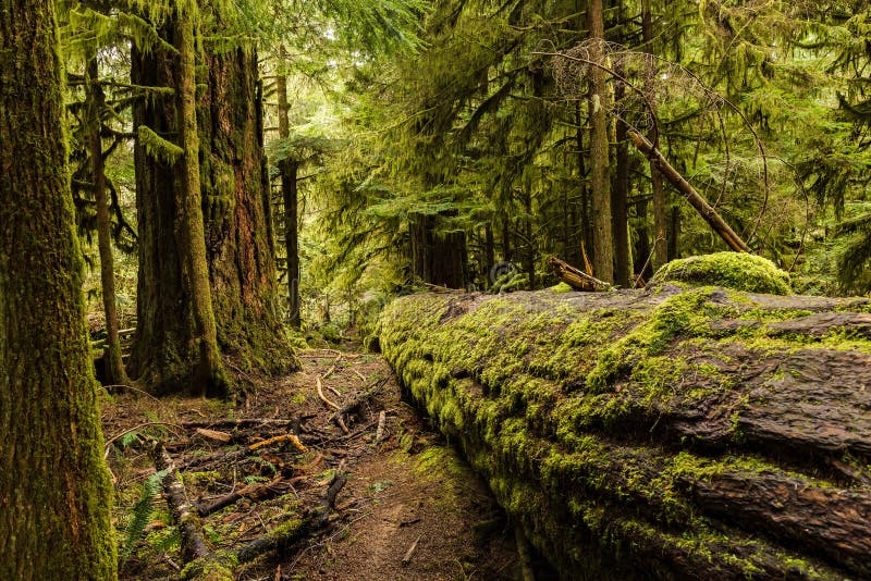 Cathedral Grove - MacMillan Provincial Park, Vancouver Island, B