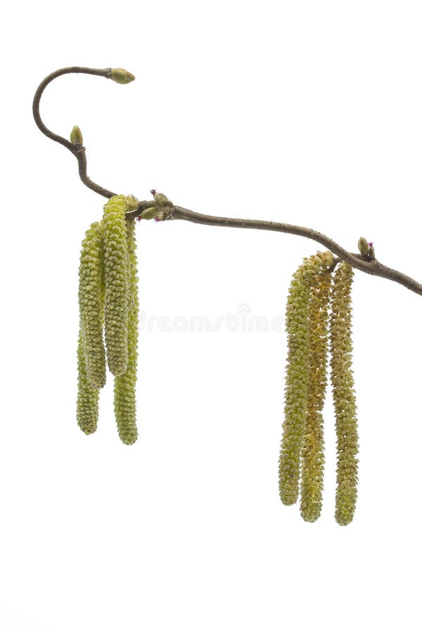 Catkins of a Corylus Avellana Plant Stock Photo Image of catkins