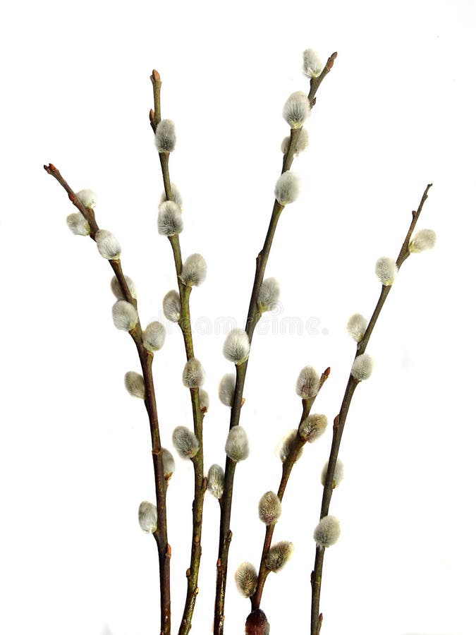 Twigs of willow with catkins on a white background. Twigs of willow with catkins on a white background