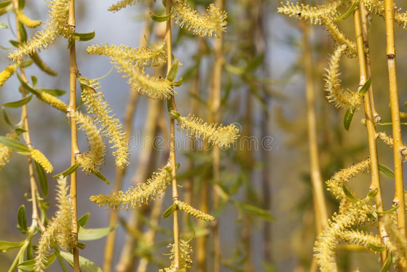 Catkins of a Weeping Willow Tree Stock Image Image of detail, march