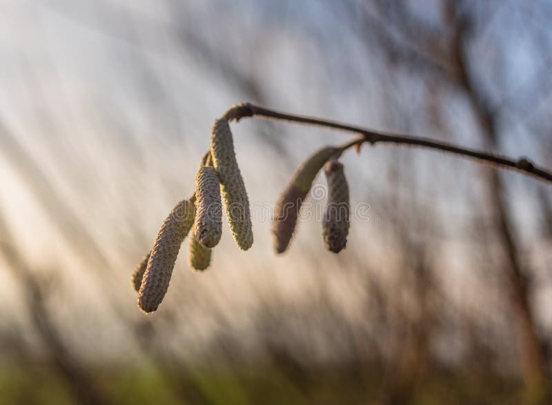 The Catkins of a Willow Tree in Sunshine Stock Image Image of branch