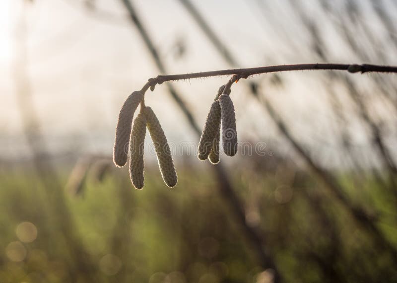 The Catkins of a Willow Tree in Sunshine Stock Image Image of catkin