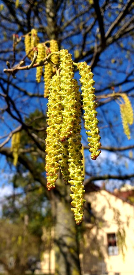 Catkins известки весны березы стоковые фото Catkins известки весны березы стоковые фото