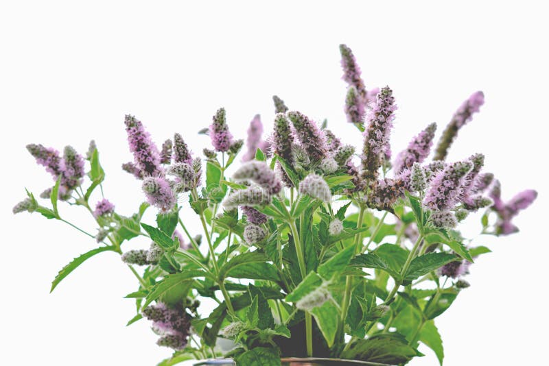 Cat mint hi-res stock photography and images - Page 3 - Alamy