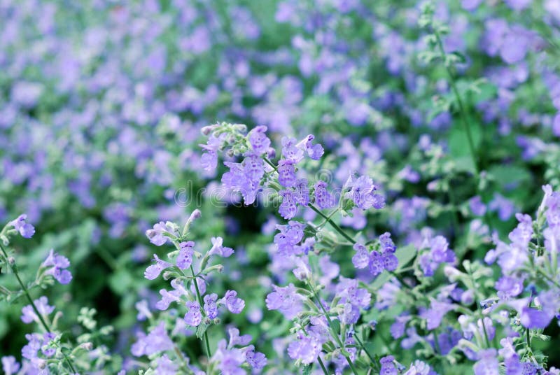 Cat mint hi-res stock photography and images - Page 3 - Alamy