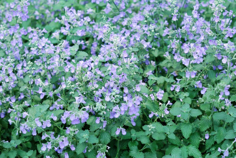 Catmintgarten stockbild