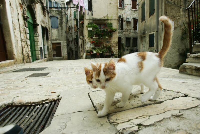 Pár mačka chodia na niektoré staré kamenné ulici, cestovné Európe.
