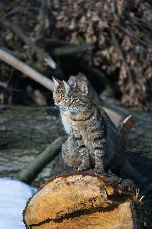 Due gatti cercando.