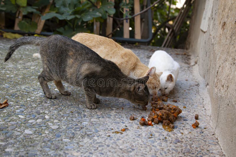 download free abandoned cats download free abandoned cats