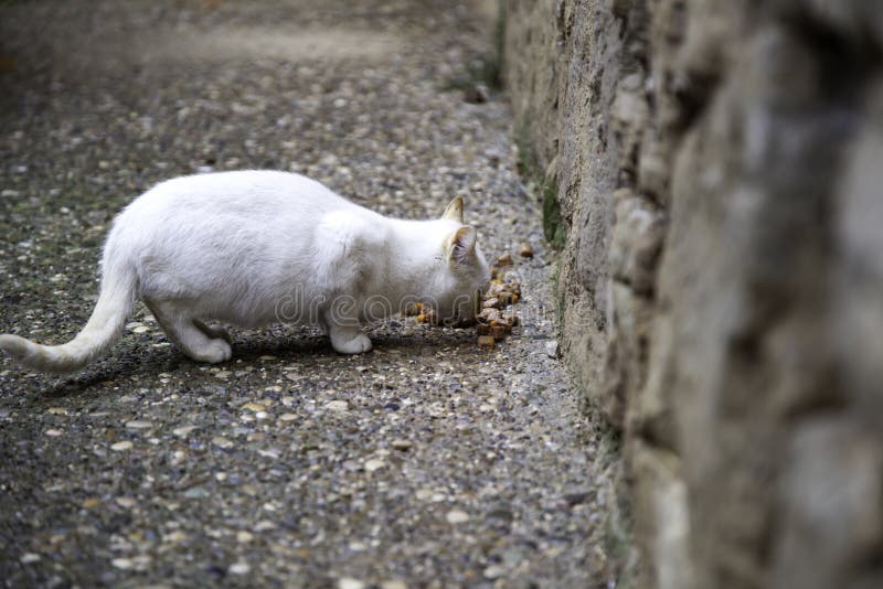 abandoned cats download abandoned cats download