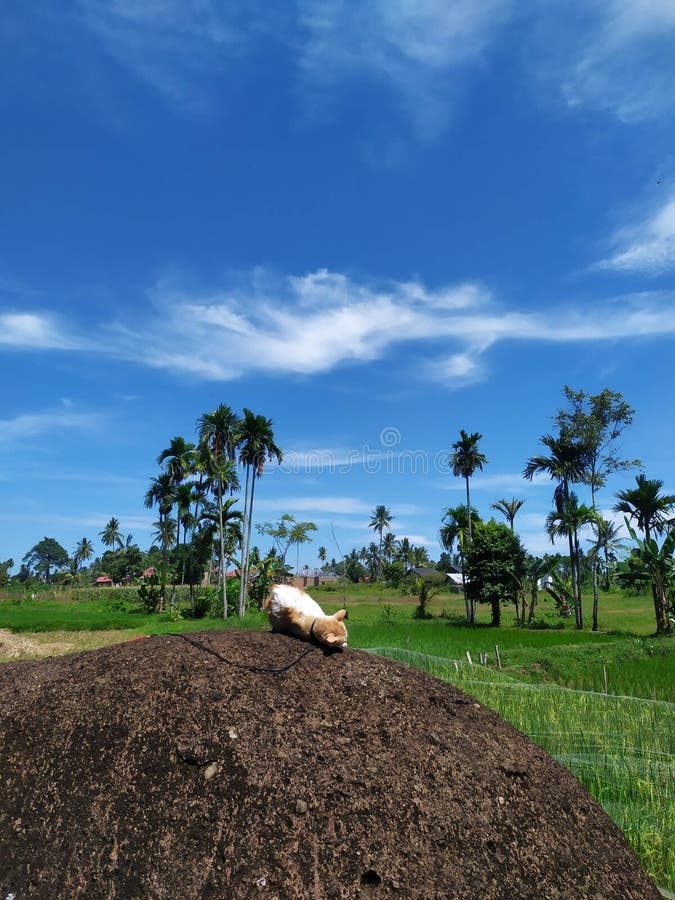 Cats Bask in the Beautiful Blue Sky and Hot Weather Stock Photo Image