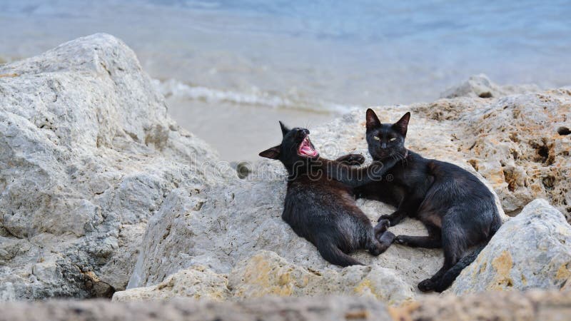 Cats on the beach