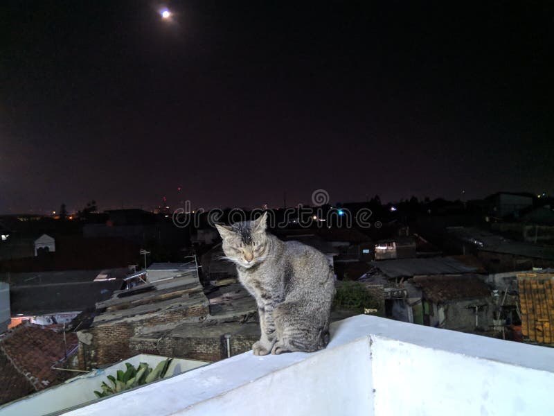 Sep 22 horoscope beneath the moon: shock layout your future before it writes itself