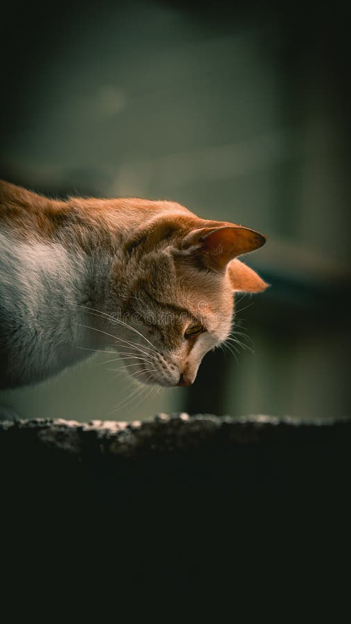 Cats are the best pets stock photo. Image of head, carnivore 232175528