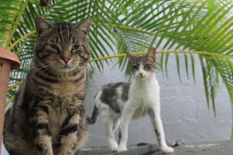 Cats boy and girl tabby tom