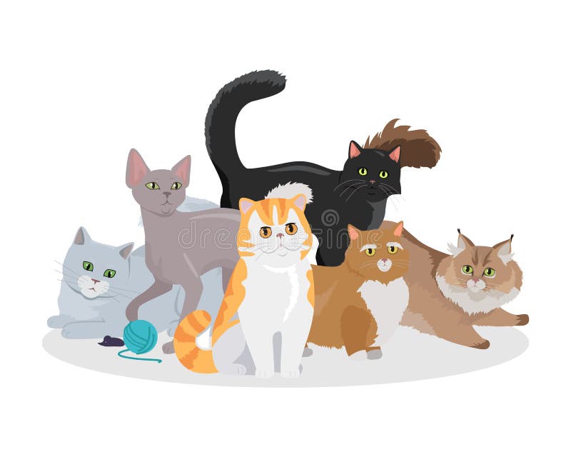 Cats Breeds Flat Vector Web Banner