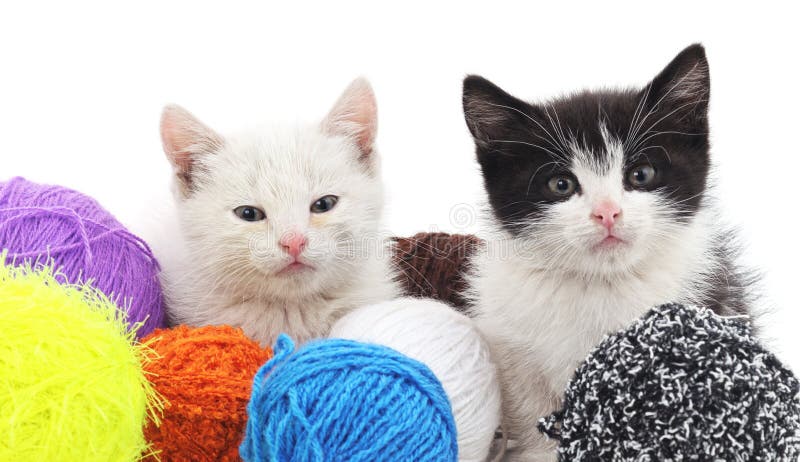 Сats and colorful balls. stock photography