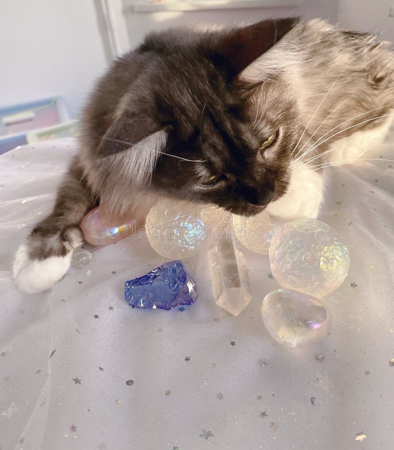 144 Mystic Cats Stock Photos Free & RoyaltyFree Stock Photos from