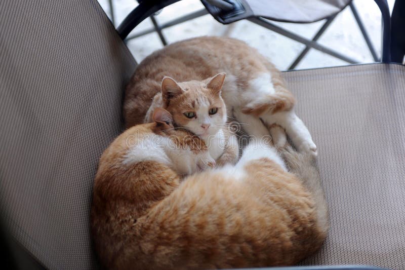 Cats Curled Up and Sleeping Together in a Chair Outdoors. Stock Image