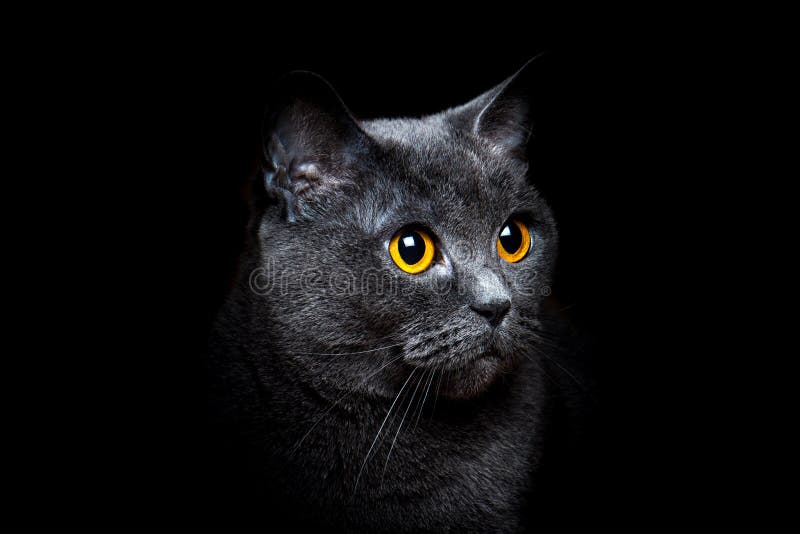 Gray British shorthair cat on a black background