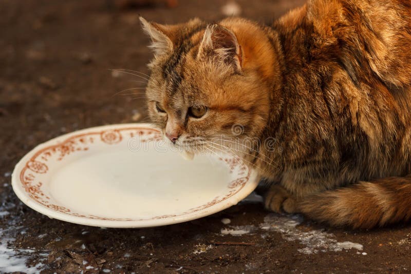 Cats Drinking Milk from Bowl Stock Photo - Image of food, domestic ...