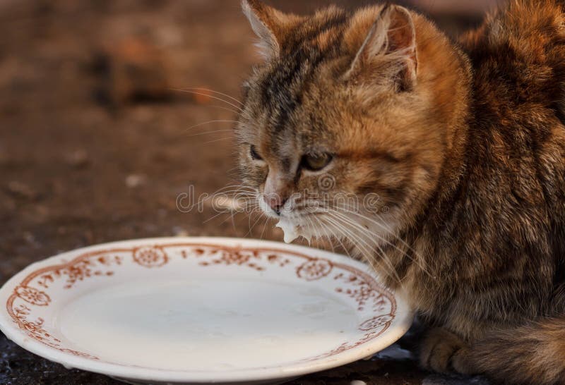 Cats Drinking Milk From Bowl Stock Image Image Of Kitty Feline 81050425