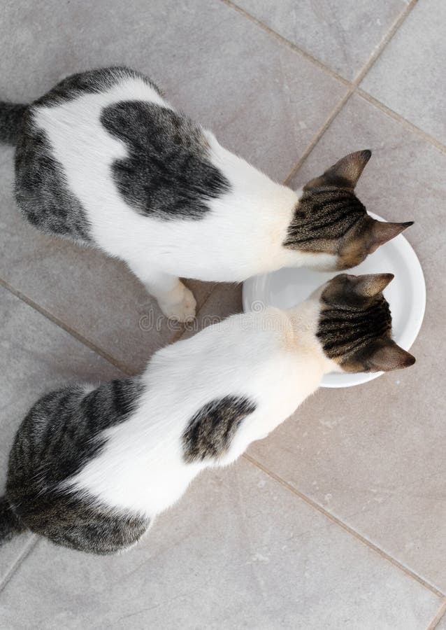 2 cats drinking milk stock photo. Image of closeup, cats 155006830