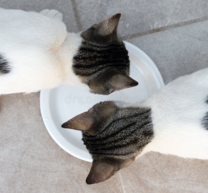 729 Cats Drinking Milk Stock Photos Free & RoyaltyFree Stock Photos
