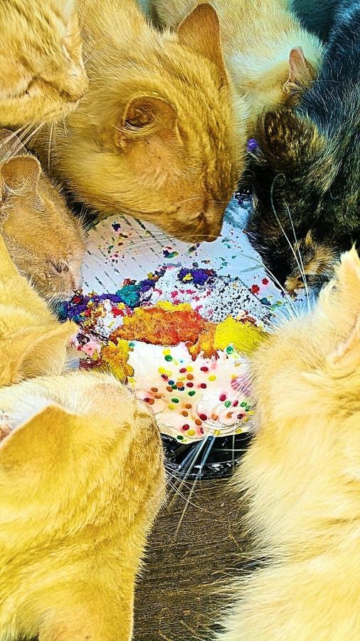 Cats eating birthday cake stock photos Cats eating birthday cake stock photos