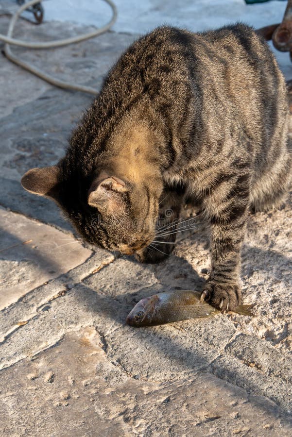 470 Cats Eating Fish Stock Photos Free & RoyaltyFree Stock Photos