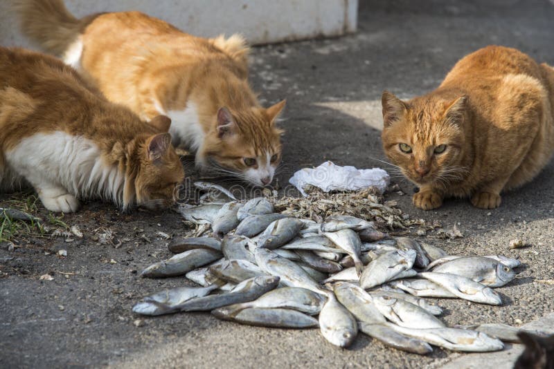 Cats eating raw fish stock image. Image of cute, hungry 111623265