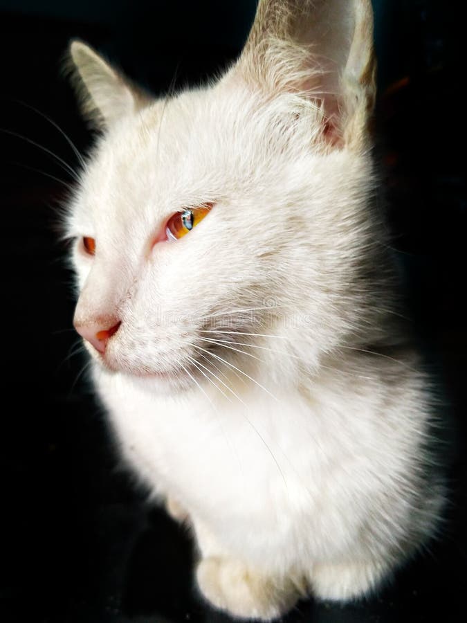 Cats that Express Themselves Stock Photo Image of background, animal