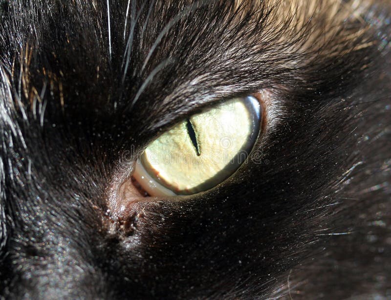 Cats Eye Close up stock image. Image of black, detail, green 707281