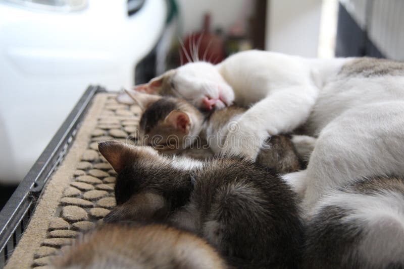 Cats Family Spend Time Together, Ginger Cat Father and Ashy Kitten