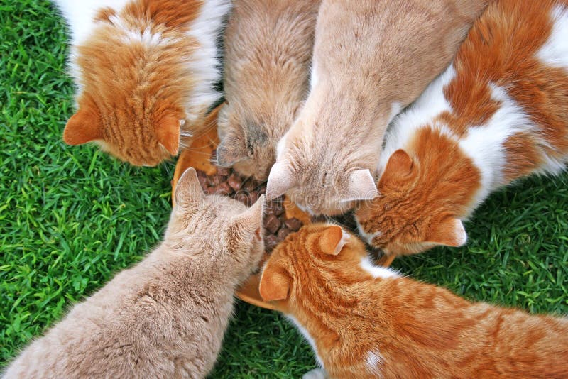 Cats feeding