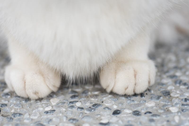 Cats feet stock image. Image of front, foot, white, animal 2940749