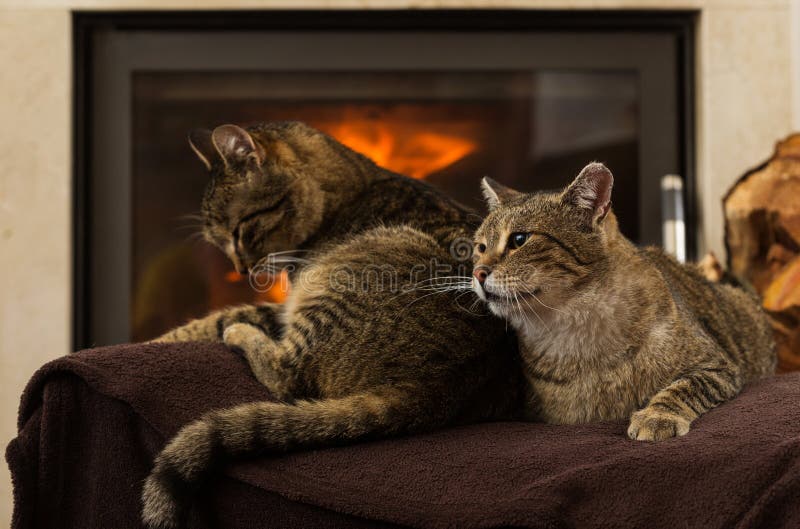 Cats in Front of Fireplace stock photo. Image of resting 52024048