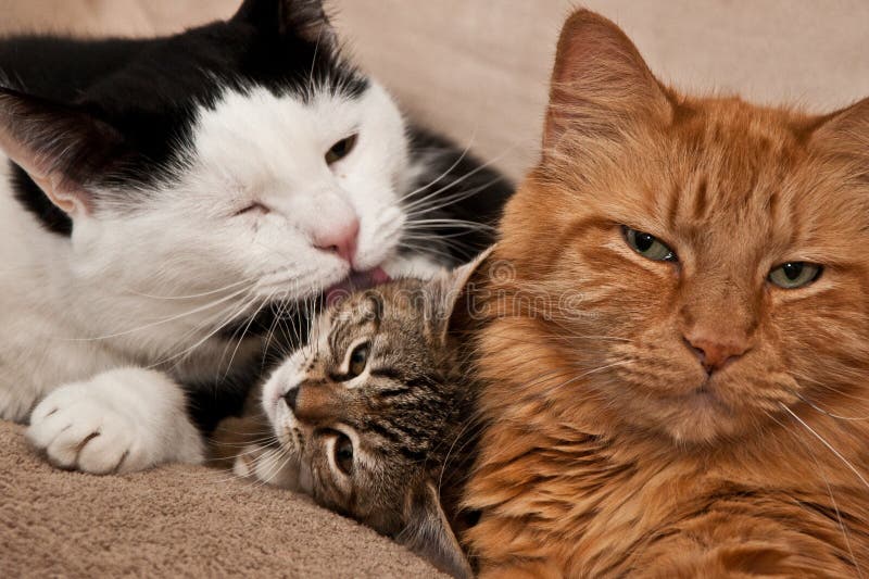 231,390 Cats Stock Photos Free & RoyaltyFree Stock Photos from