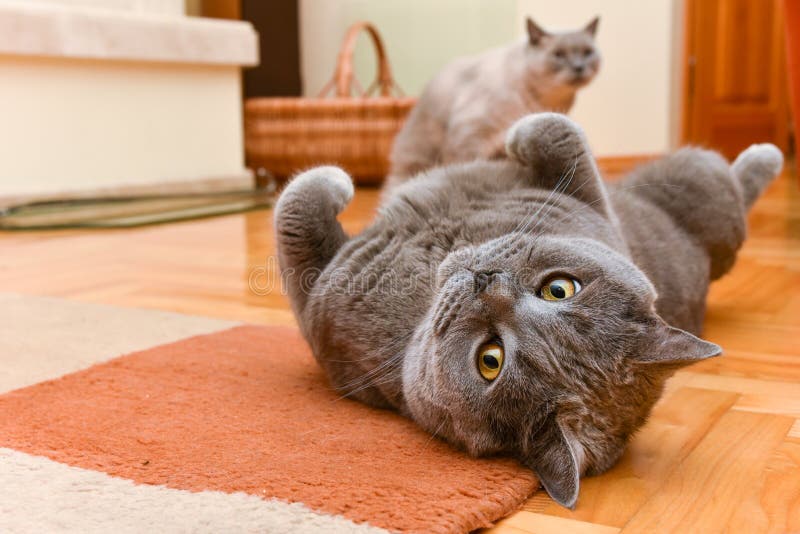 Gatti British shorthair divertimento al coperto.