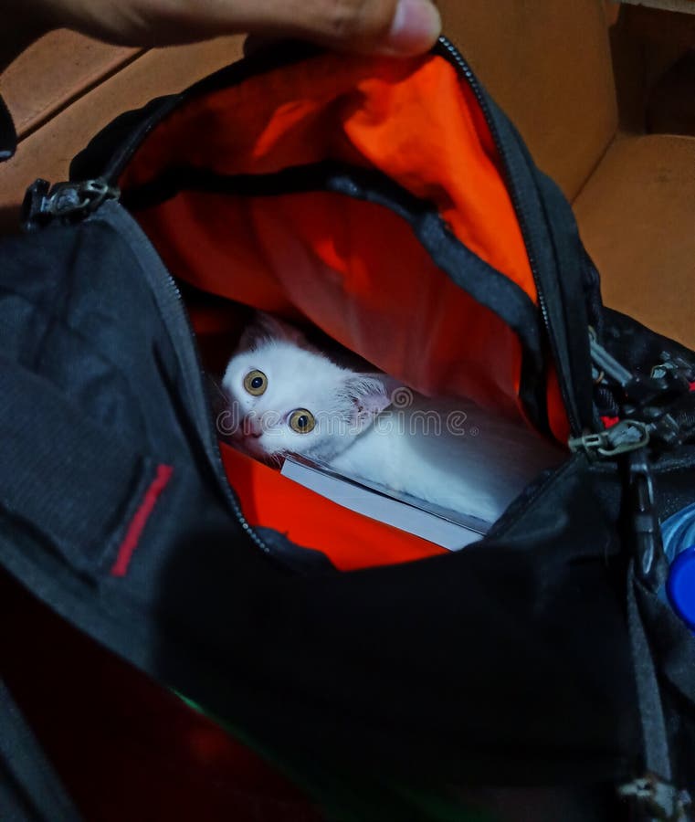 Cats hiding in the bag stock photo. Image of white, shot 261776578