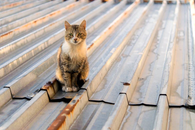 Cat Hot Tin Roof Stock Photos Free Royalty Free Stock Photos from Cat Hot Tin Roof Stock Photos Free Royalty Free Stock Photos from