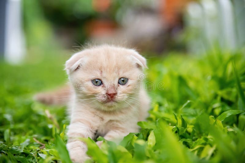 Furry Cat With Angry Face Background, Ugly Picture Of Cats